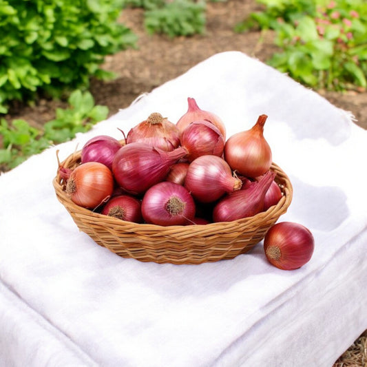Onion कांदा (Kanda) 5kg