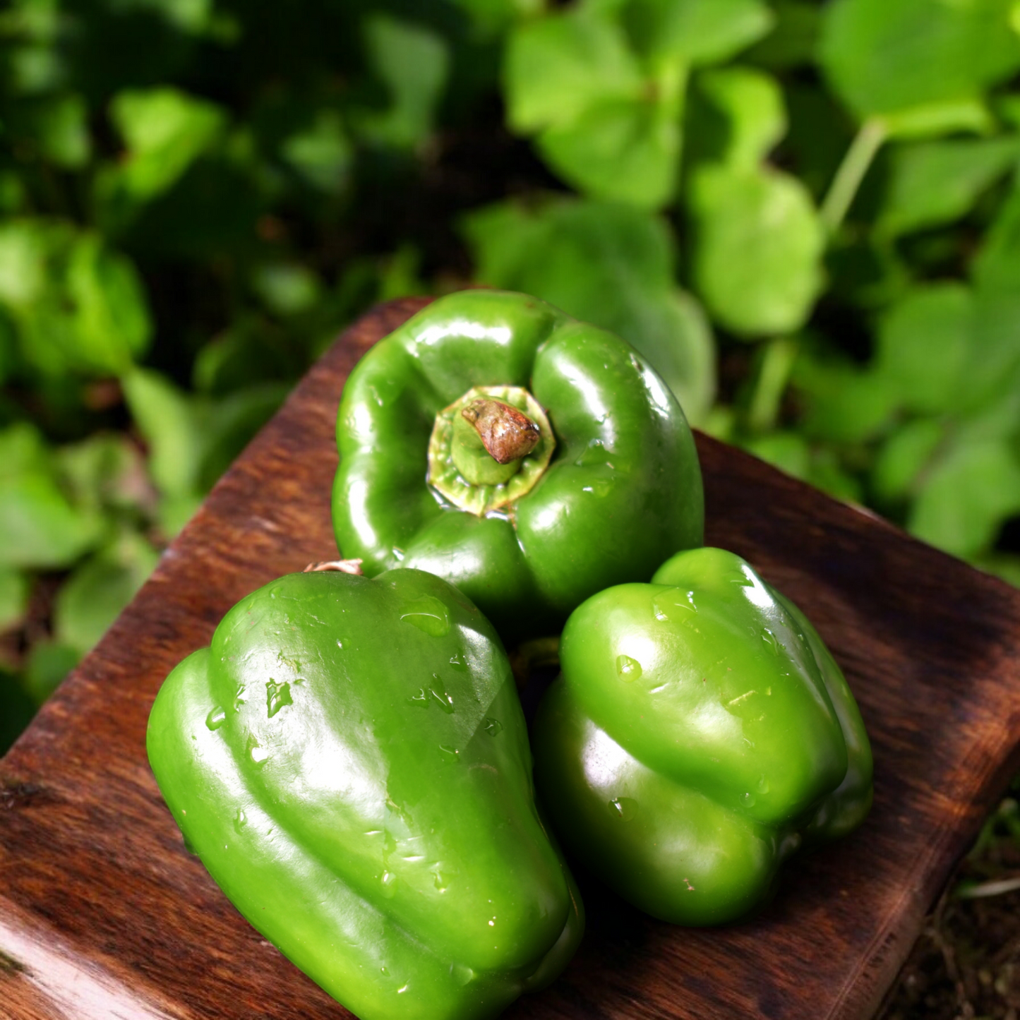 Capsicum Green सिंधु मिरची  250g