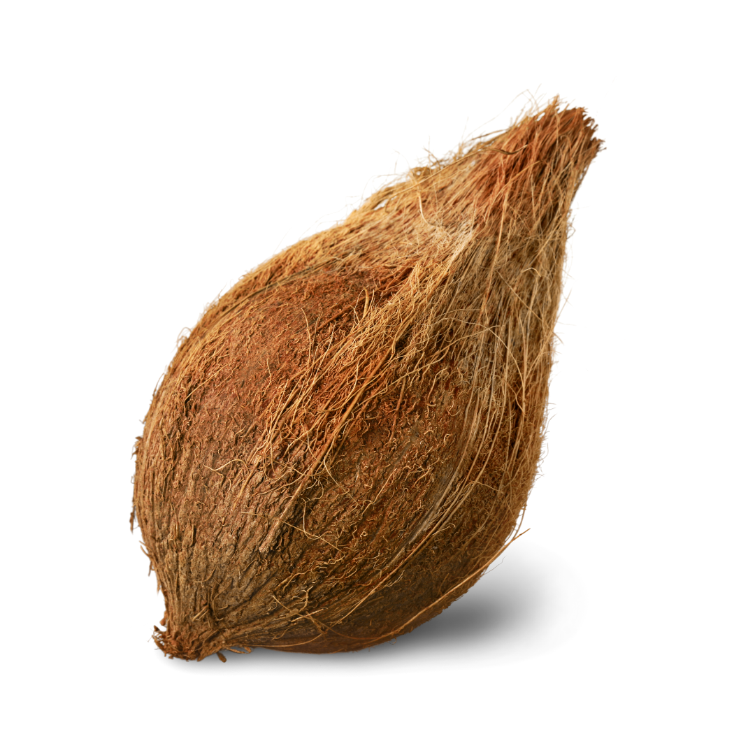 Brown Coconut - 1/Pcs